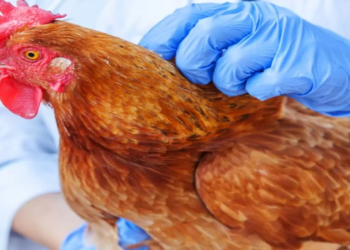 Bəzi xəstəliklər üzrə epizootik sağlamlıq statusu bərpa olunub