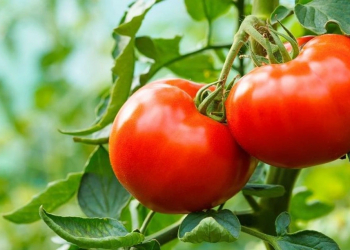 Pomidor dərini günəşdən qoruyur