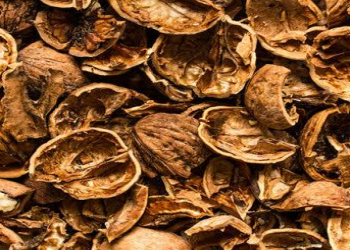 Qoz qabığı sağlamlıq üçün faydalıdır?