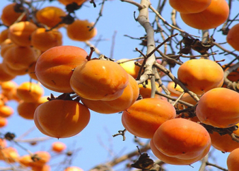 Ötən il Balakənin xurma bağlarından 17 min tondan çox məhsul yığılıb