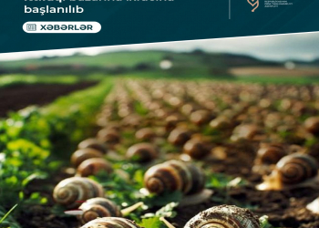 İlbiz məhsullarının Avropa İttifaqı bazarına ixracına başlanılıb