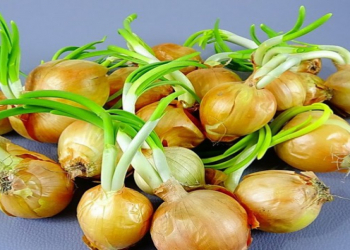 Cücərmiş soğan yemək olarmı? – Mütəxəssislərdən açıqlama
