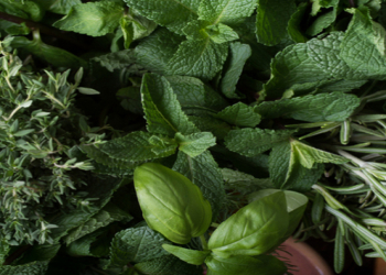 Bu otlar sağlamlıq üçün əsl xəzinə sayılır