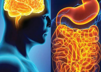 Bağırsaq niyə “ikinci beyin” adlandırılır?