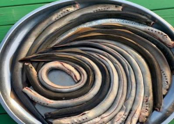 Yağlı, amma faydalı: İlan balığı nə üçün tövsiyə olunur?