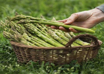 Qulançar sağlamlıq üçün dəyərli tərəvəzdir