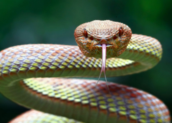 Gürzə sancması zamanı bu səhvlərdən uzaq olun