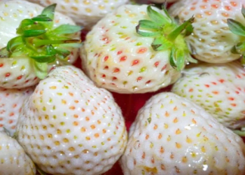 Ağ çiyələk – nadir giləmeyvə və onun maraqlı xüsusiyyətləri