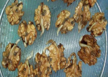 Cücərdilmiş qoz orqanizmi cavanlaşdırır və enerji verir