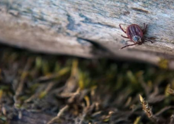 Alimlər gənələrin ən çox kimləri cəlb etdiyini müəyyən ediblər