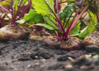 Yüksək qan təzyiqinə qarşı sadə qida – həkim faydalı məhsulu tövsiyə etdi