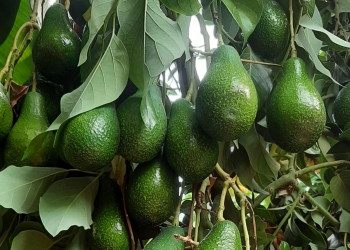 Düzgün qidalanma rasionunda populyar olan bəzi məhsulların gözlənilməzi təsiri