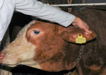 Heyvanların identifikasiyası heyvan mənşəli məhsulların “fermadan süfrəyədək” izlənilməsinə imkan yaradır