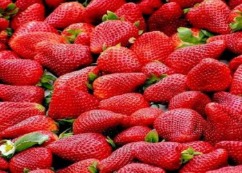 Çiyələk pestisid qalıqları ehtiva edirmi?