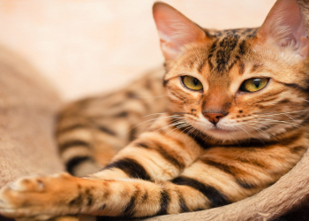 Həkim pişiklərin ötürə biləcəyi təhlükəli xəstəlikləri açıqladı