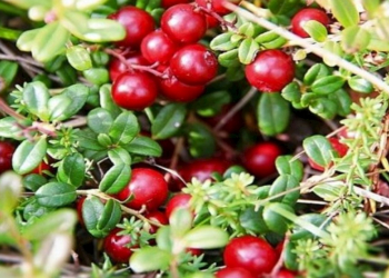 Quşüzümünün ağız sağlamlığına təsiri