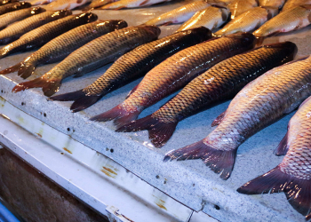 Balıq istehlakı ürək və beyin sağlamlığını dəstəkləyir