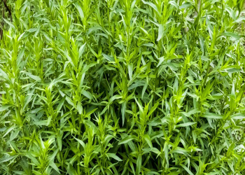 Tərxunun faydaları nələrdir?