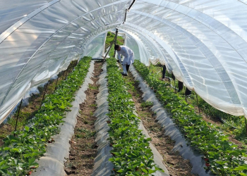 Cəlilabadda çiyələk təsərrüfatında monitorinq keçirilib