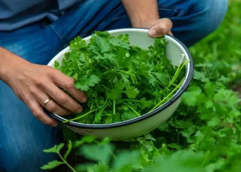 Tərkibində portağaldan üç dəfə çox C vitamini var - Cəfərinin faydaları