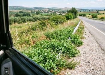 Dünyanın ən sağlam göyərtisi: Yol qırağındaca yetişir