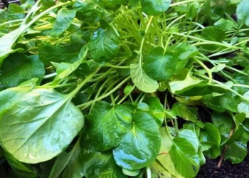 Allergiyanı dayandıran göyərti: 1 ovuc...