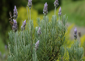 Lavanda yağı: Təbiətin sakitləşdirici və çoxşaxəli gücü
