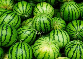 Yayda qarpız seçərkən bu səhvləri etməyin