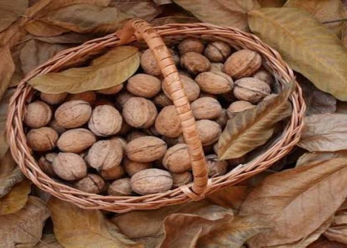 Qoz yemək üçün 6 əsas səbəb