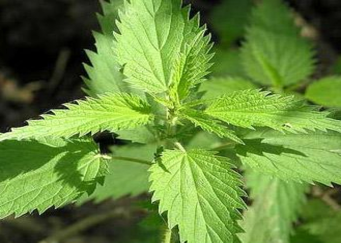 Gicitkənin faydaları nələrdir?