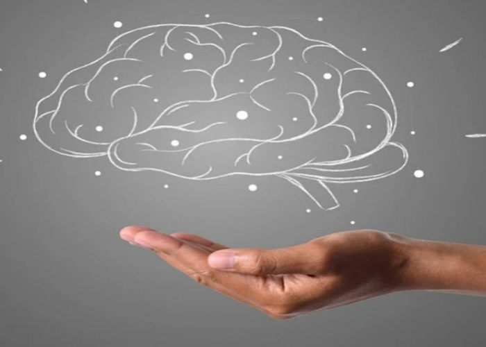 Beyin sağlamlığı üçün ən vacib qidalardan biri müəyyənləşdirildi