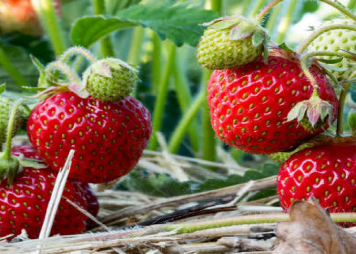 Hansı meyvələr dondurulduqda daha faydalı olur?